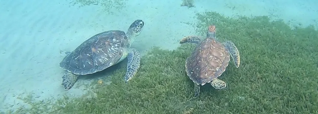 Tortues Vertes dans la Réserve Cousteau à Malendure - Guadeloupe