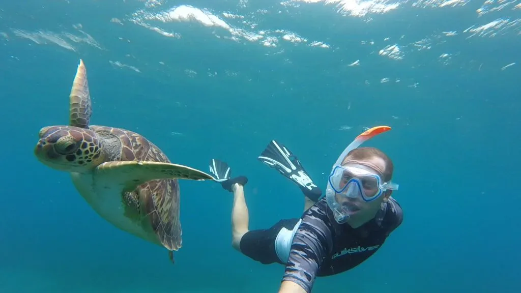 Reserve Cousteau snorkeling tortue