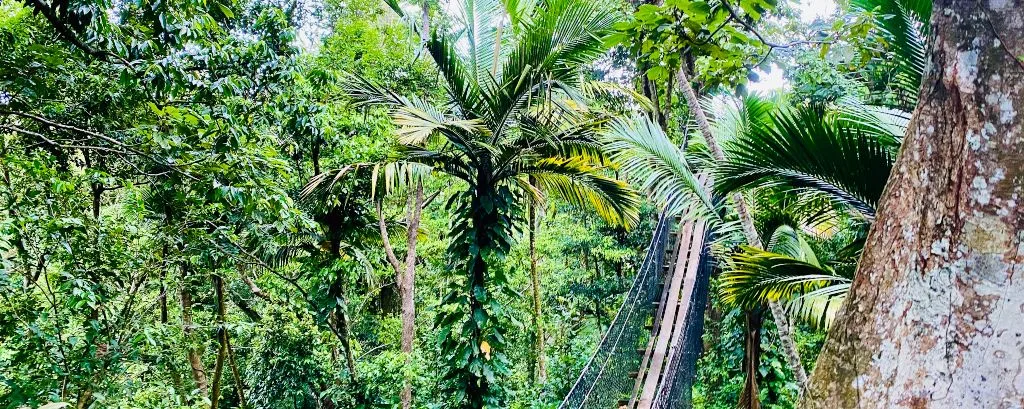 Parc des Mamelles - Zoo de Guadeloupe - Pont Suspendu