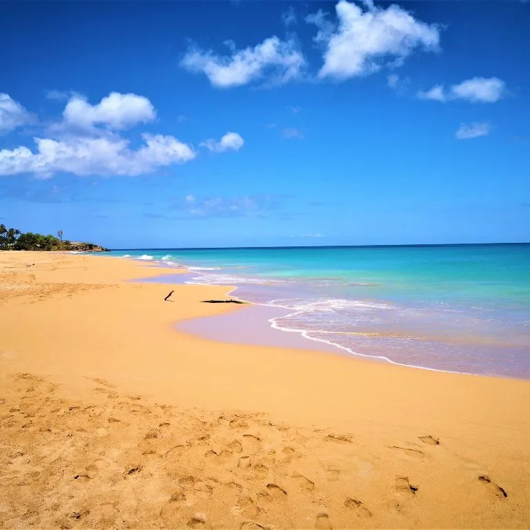 Plage de la Perle Guadeloupe - Bois Flotté