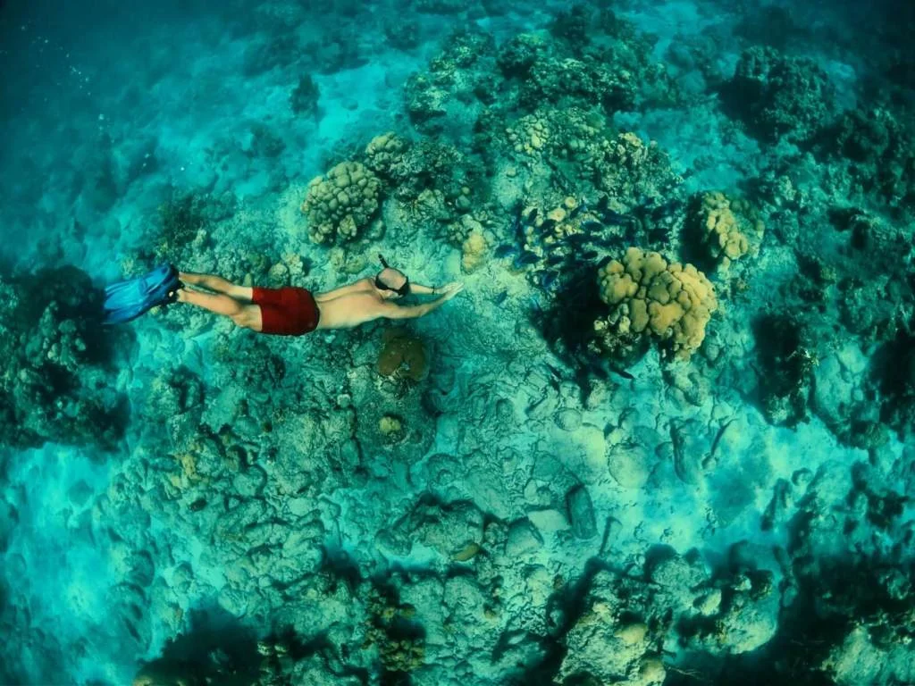 Spot de plongée Jardin de Corail dans la Réserve Cousteau - Guadeloupe