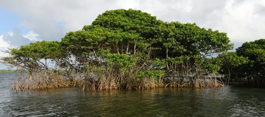 Excursions en Bateau à la mangrove 