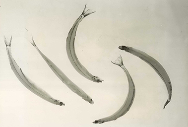 Five translucent whitebait specimens arranged against a pale background.