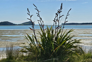 Vista through harakeke (flax) at low tide, looking across the Tauranga Harbour to Matakana Island and Bowentown.