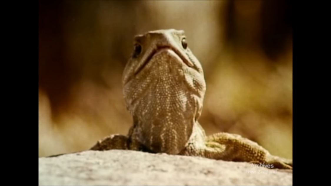 A still from 'Primeval Survivors'. A tuatara rests on a rock.