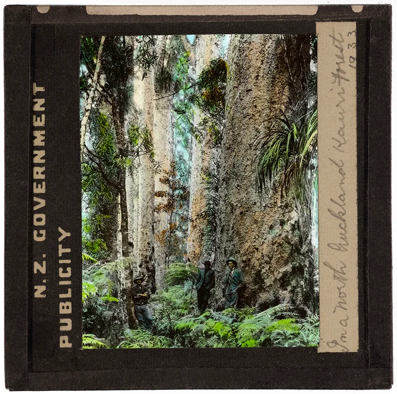 Early photographic image of tall, thick tree-trunks surrounded by ferns. Three men rest against the trunks.