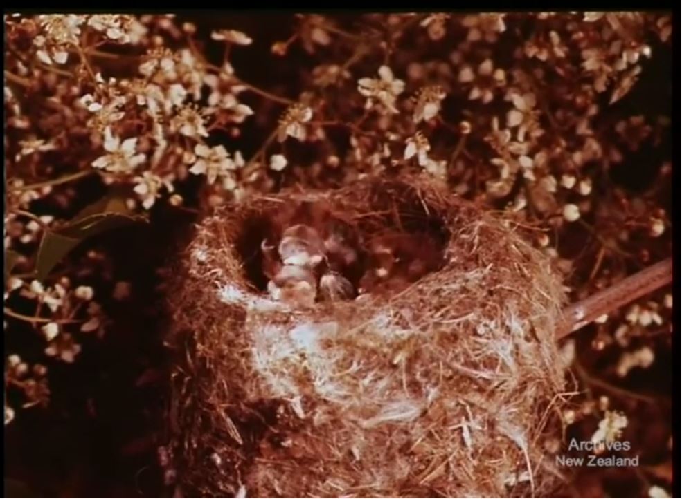 A still from 'The Long Green Mantle'. Baby Piwakawaka birds in a nest.