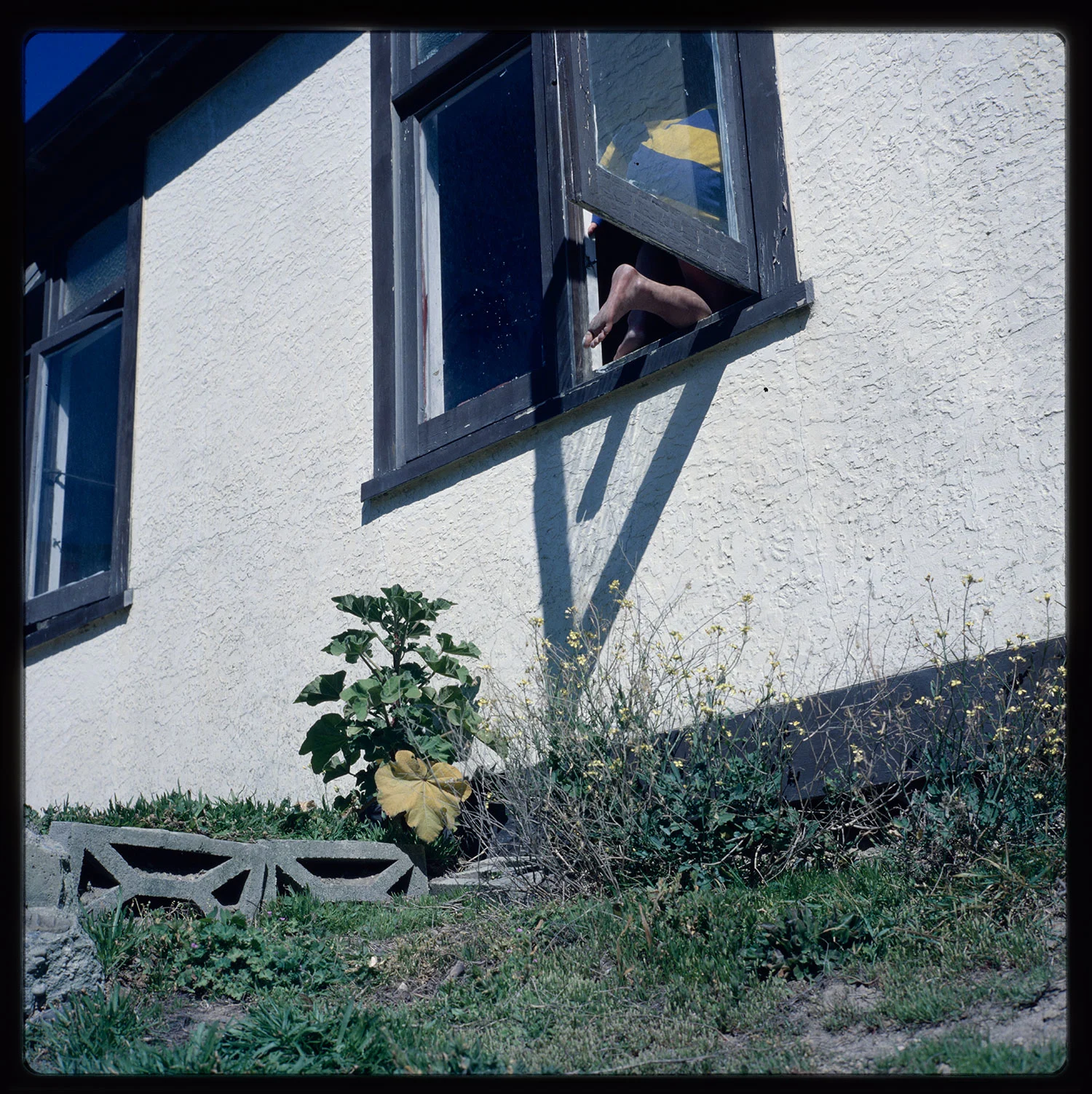 A boy climbing through an open window, a plant below the window 
