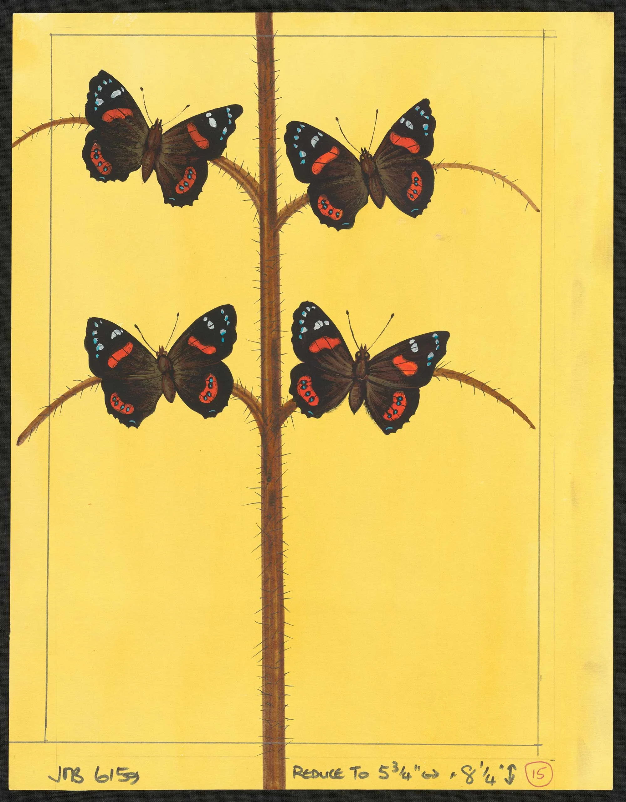 Coloured illustration of four moths on four branches on a yellow background