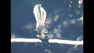 An old photo of a small bird with a long tail sitting on a tree branch