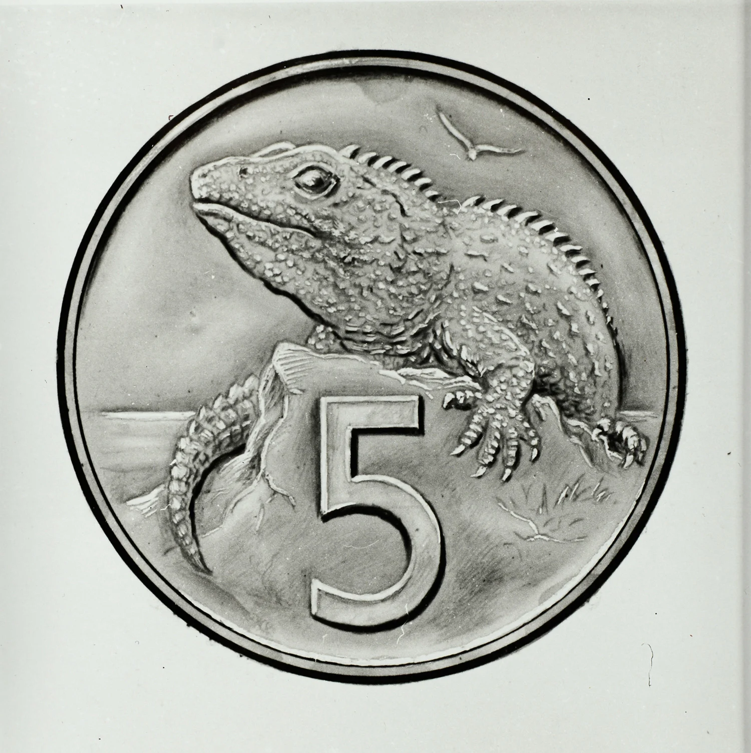 Detailed pencil drawing of Tuatara and number 5 in a circle
