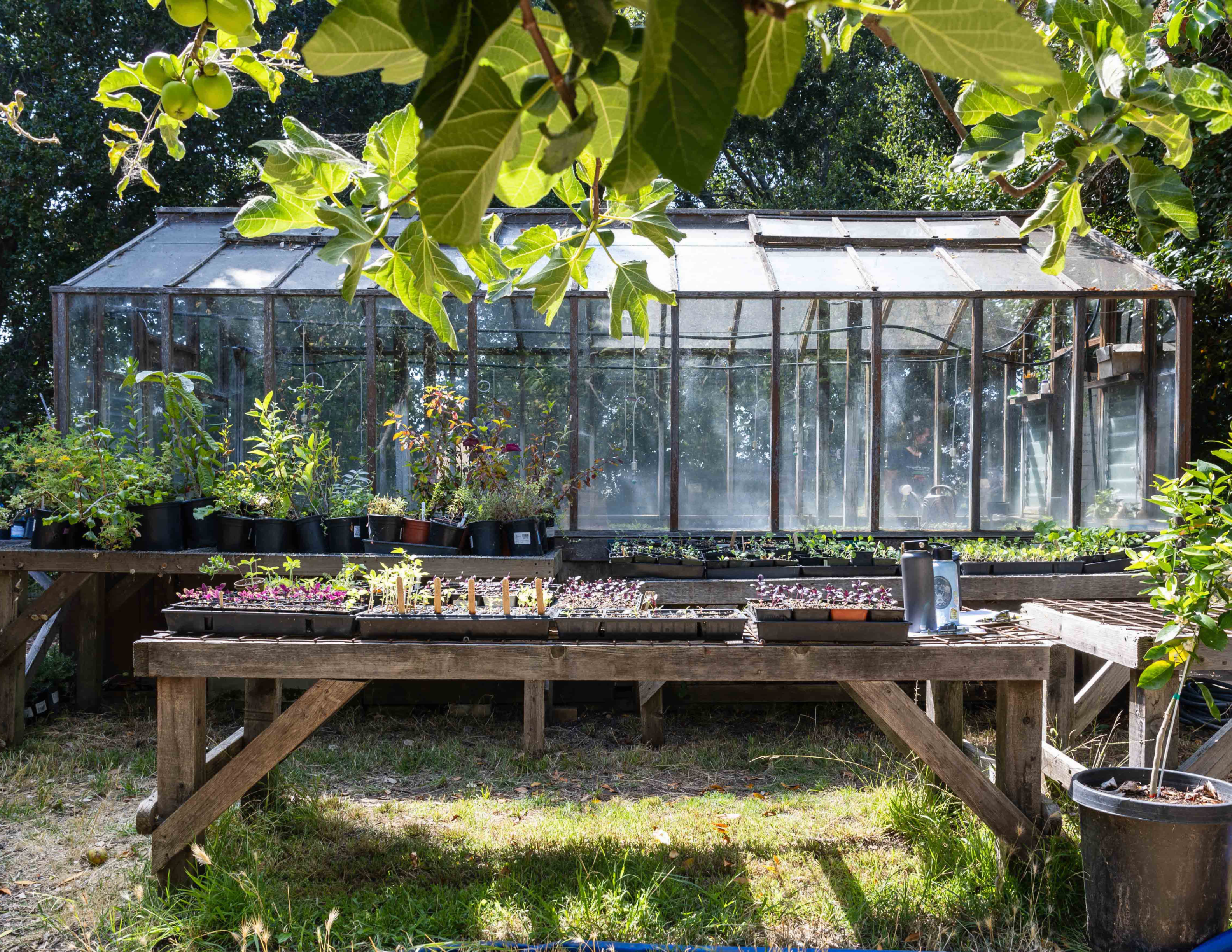Photo of a weathered glass-and-wood greenhouse in a garden, seen through overhanging fig tree leaves and a branch of small green apples. In front of the greenhouse, rustic wooden potting tables hold rows of seedling trays, small potted plants, and gardening supplies. Sunlight filters through the surrounding trees onto the grassy ground below.