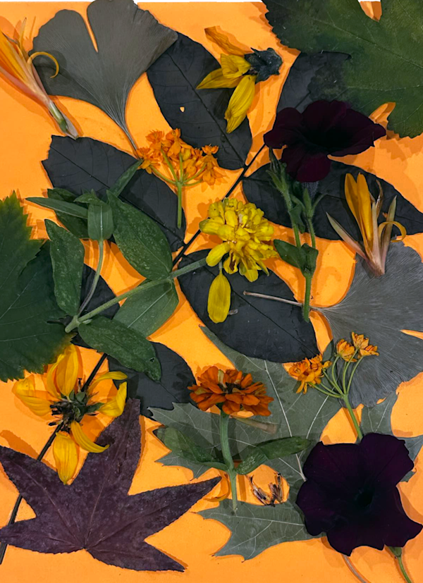 Dried flowers on orange backdrop.