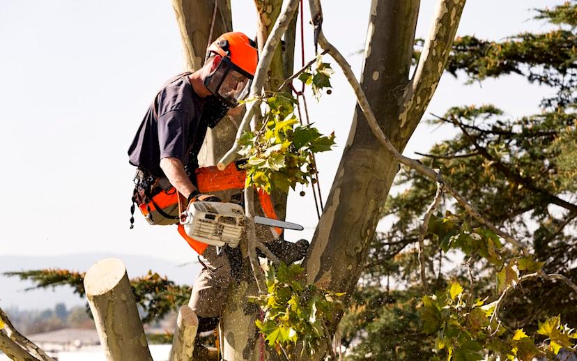 Arborist working in a tall tree
