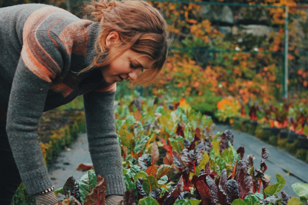 Victoria’s first urban agriculture project: TOPSOIL 