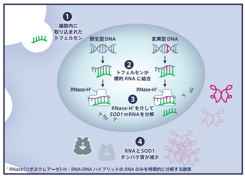 クアルソディの作用機序｜治療サポート｜筋萎縮性側索硬化症 (ALS