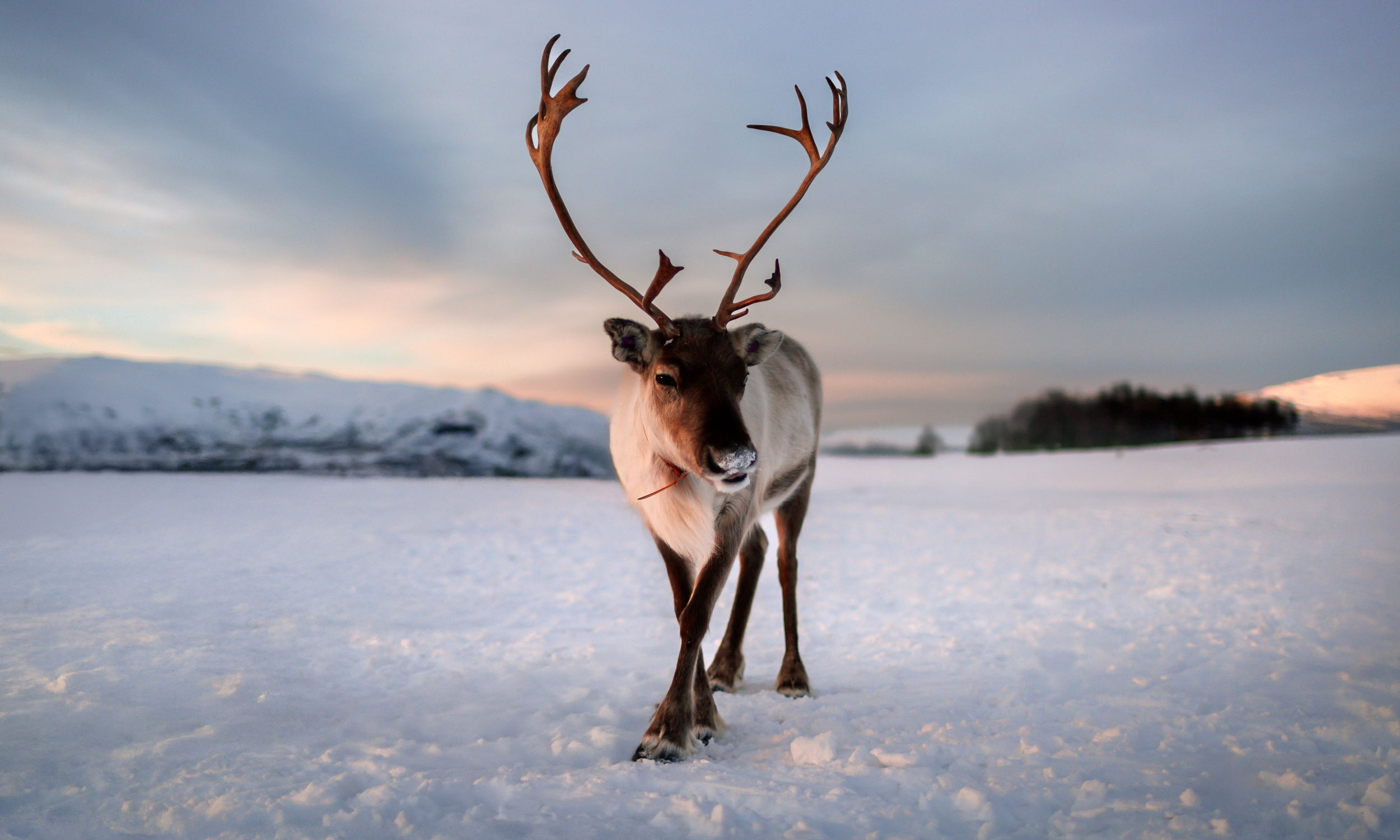 Norwegen Rentier im Schnee