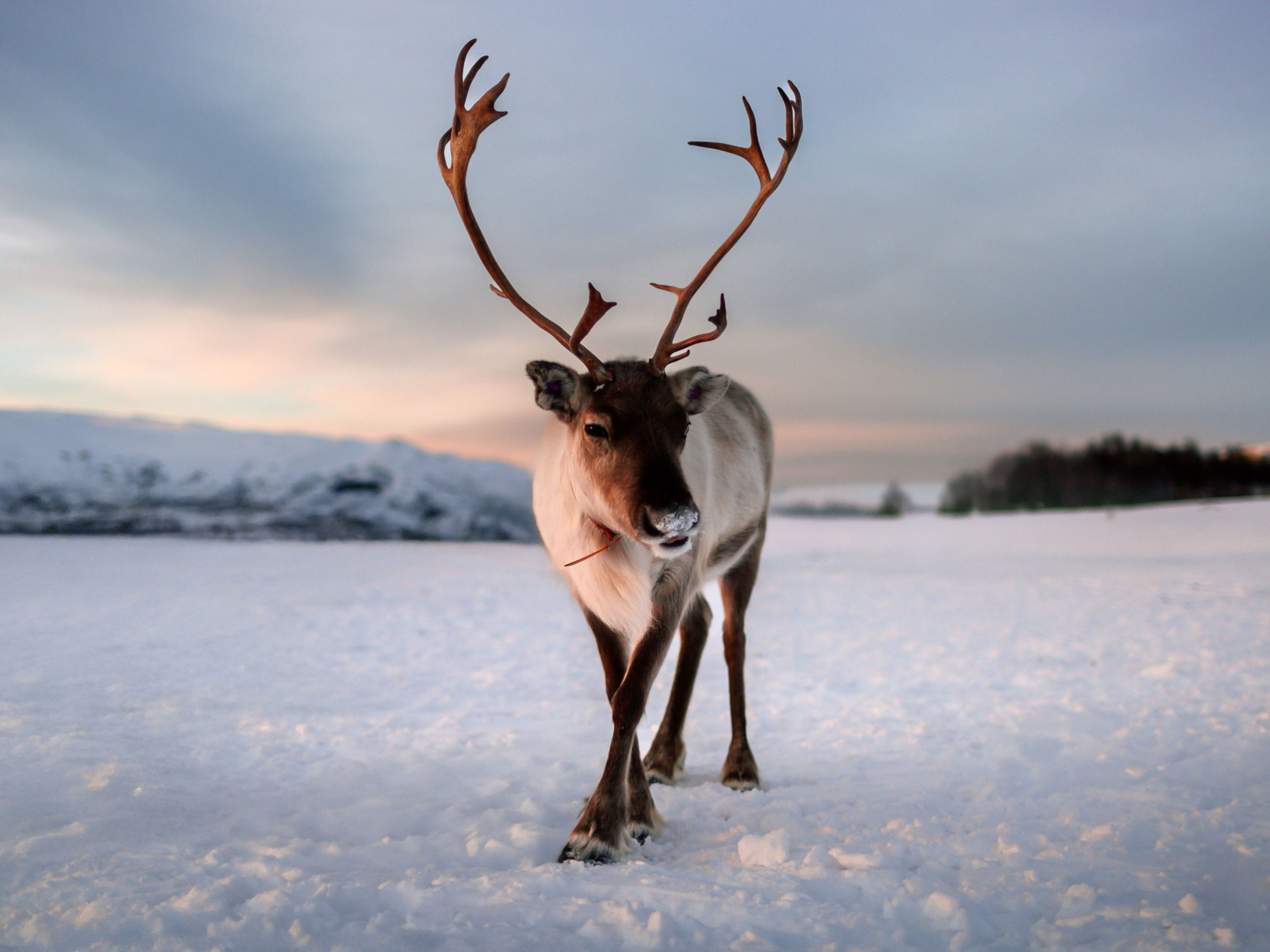 Norwegen Rentier im Schnee Norwegen Rentier im Schnee