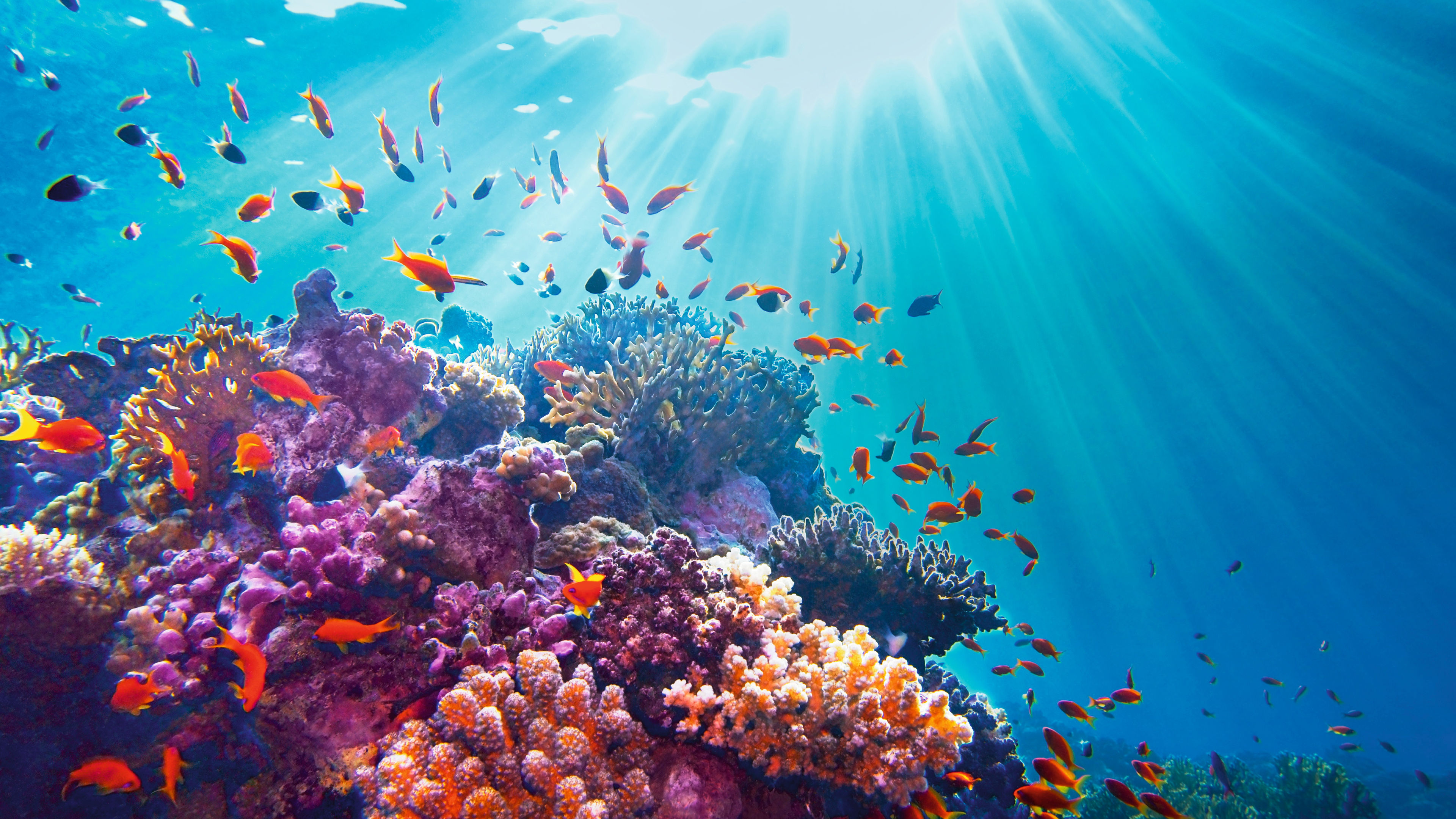 Bunte Korallen und Fische im klaren, sonnendurchfluteten Meer.