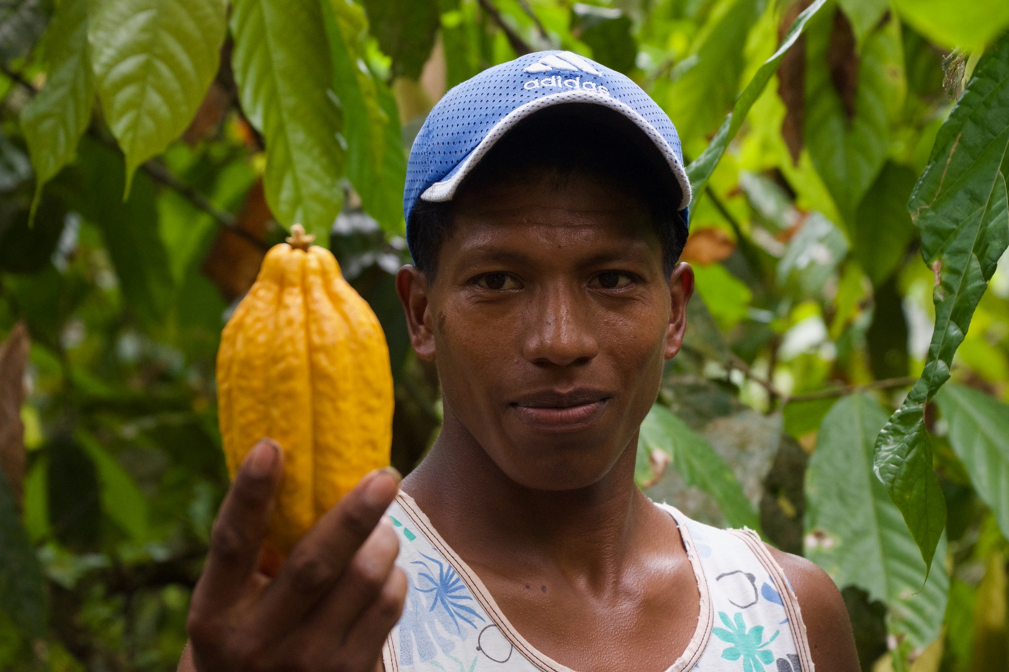 Mann mit blauer Kappe hält gelbe Kakaofrucht im Dschungel.