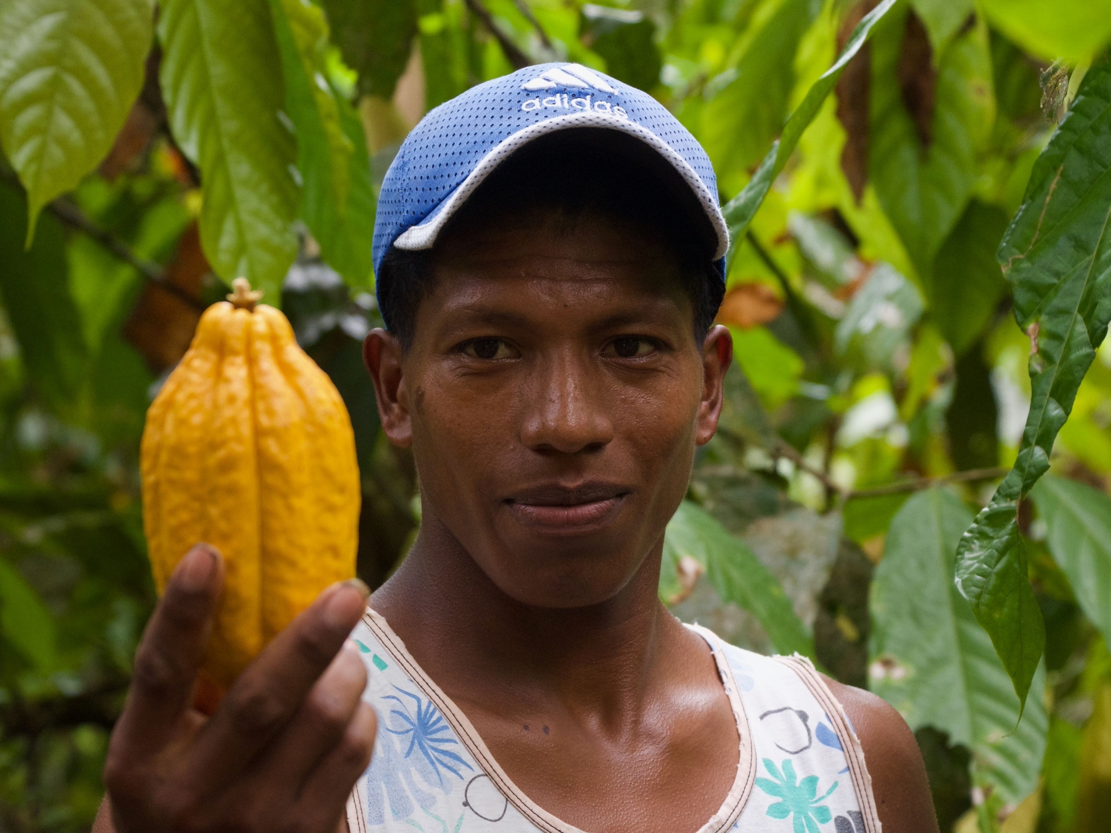 Original Beans - Kakaobauer Mann mit blauer Kappe hält gelbe Kakaofrucht im Dschungel.