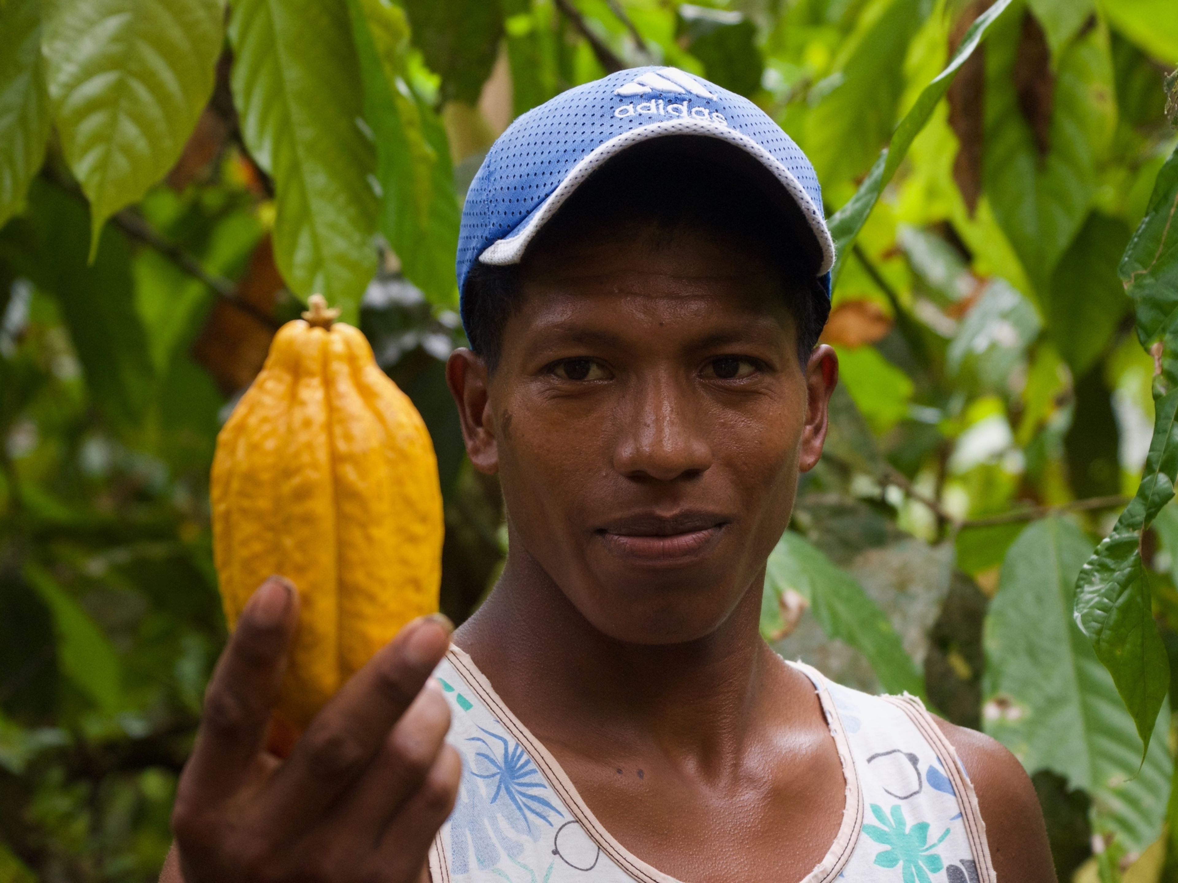 Mann mit blauer Kappe hält gelbe Kakaofrucht im Dschungel. Mann mit blauer Kappe hält gelbe Kakaofrucht im Dschungel.