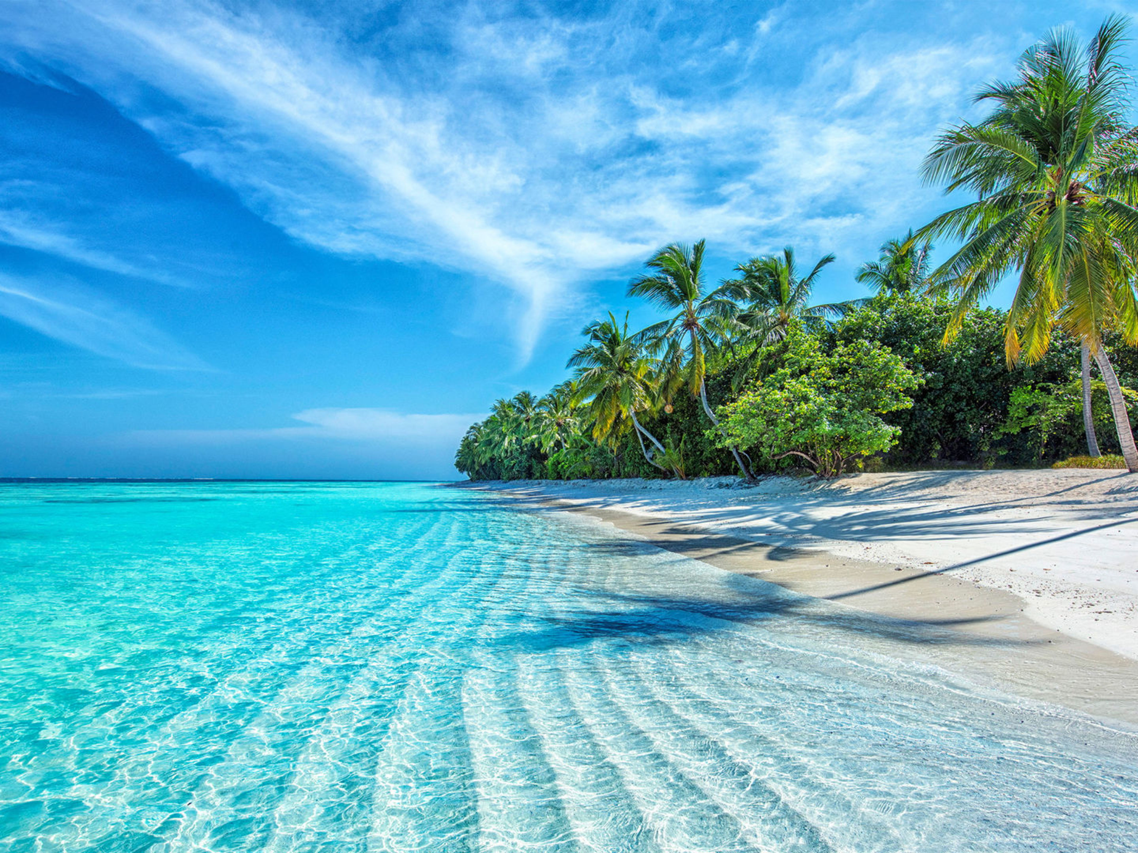 Karibik & Mittelamerika Tropischer Strand mit Palmen und türkisfarbenem Meer.