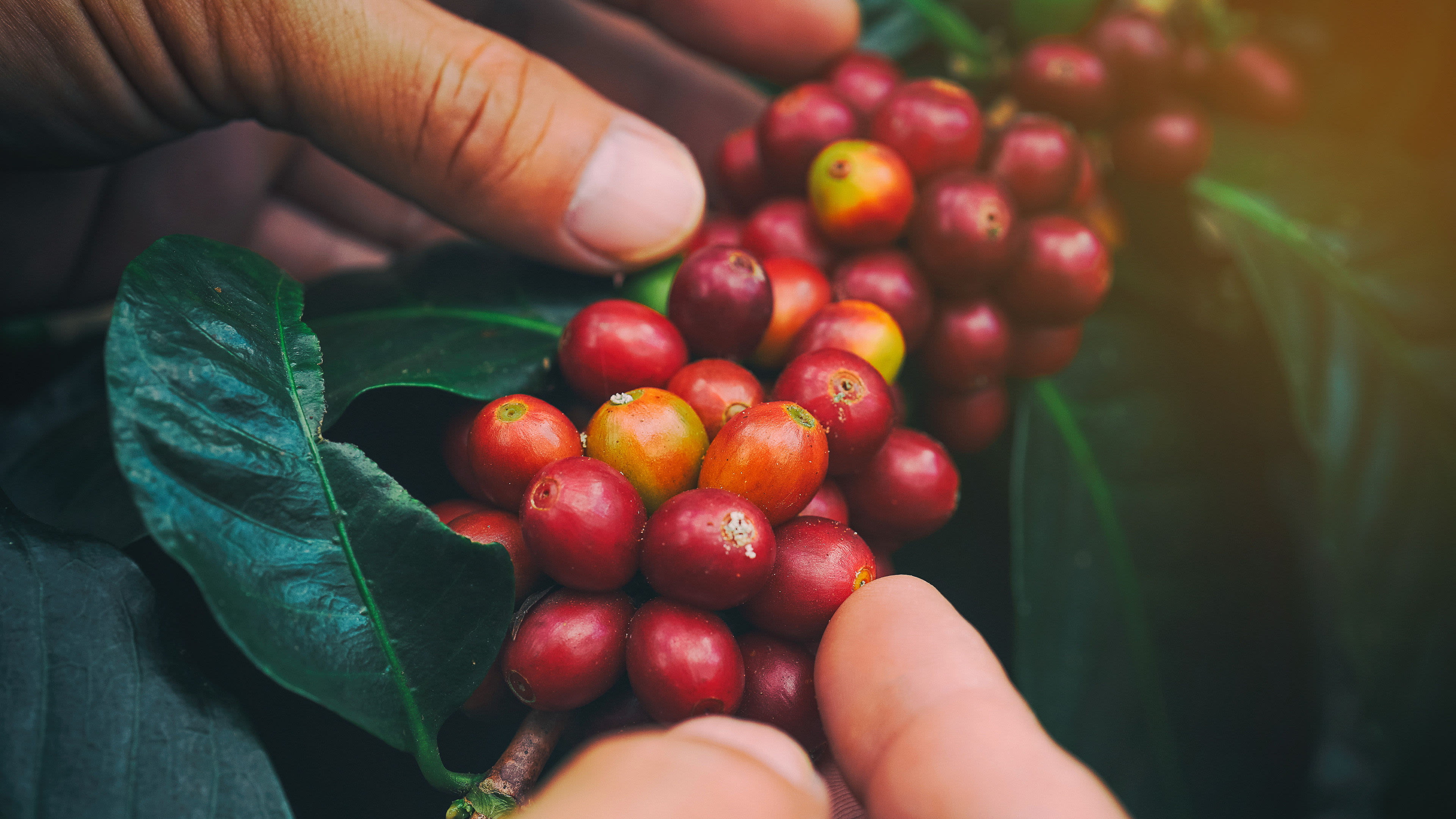 Hände pflücken reife rote Kaffeekirschen von grünen Blättern.
