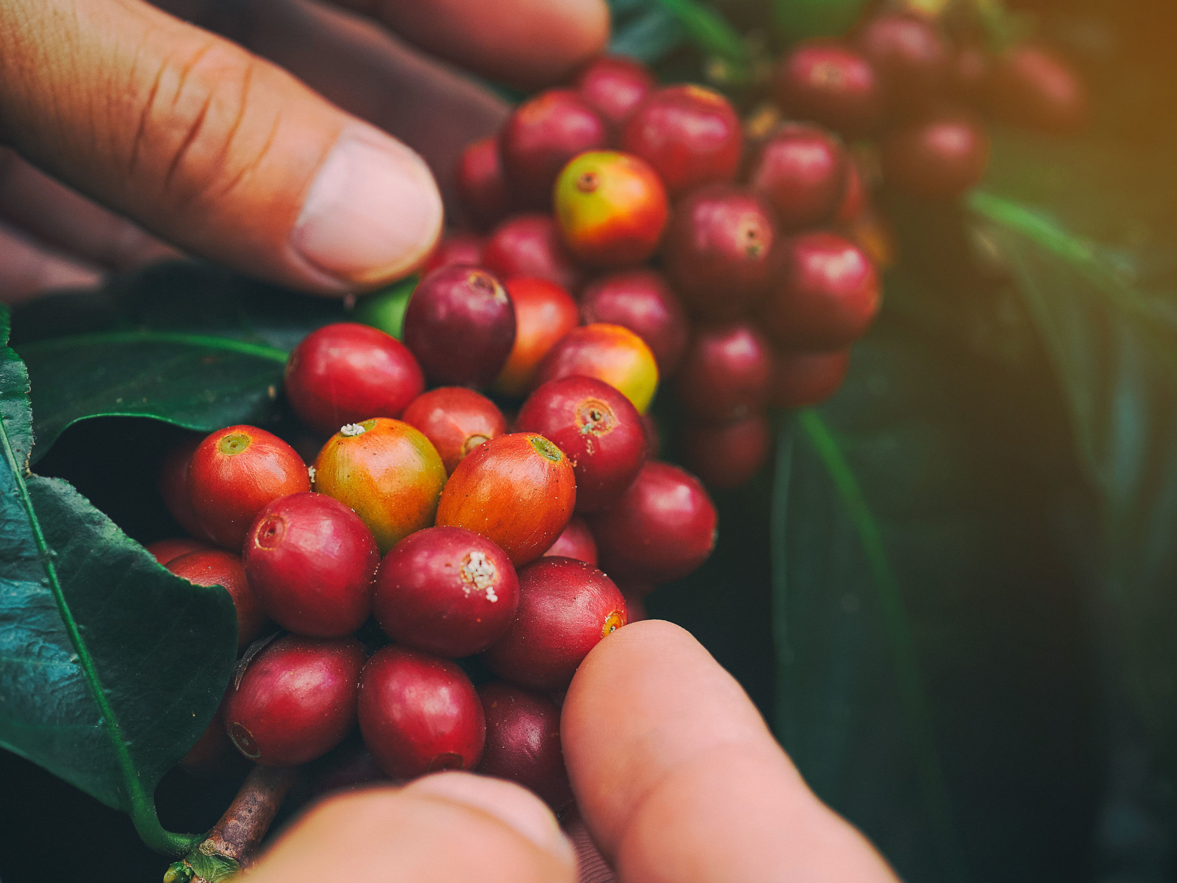Nachhaltigkeit - Fair Caps - Kaffeebohnen Nahaufnahme Hände pflücken reife rote Kaffeekirschen von grünen Blättern.