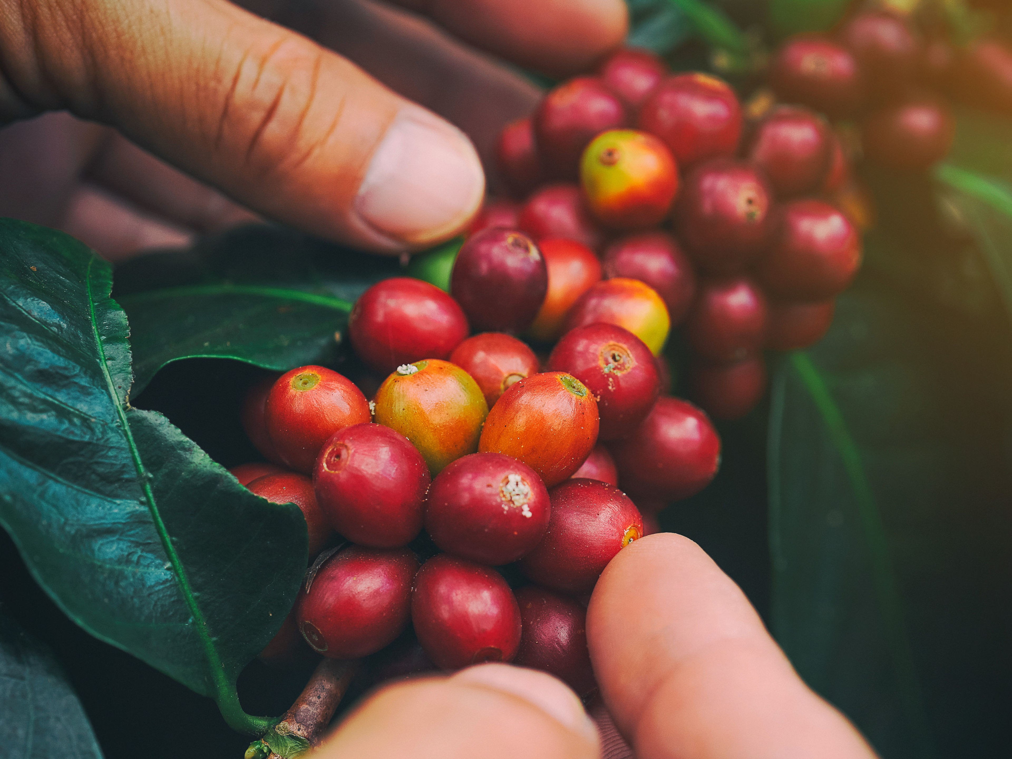 Hände pflücken reife rote Kaffeekirschen von grünen Blättern. Hände pflücken reife rote Kaffeekirschen von grünen Blättern.