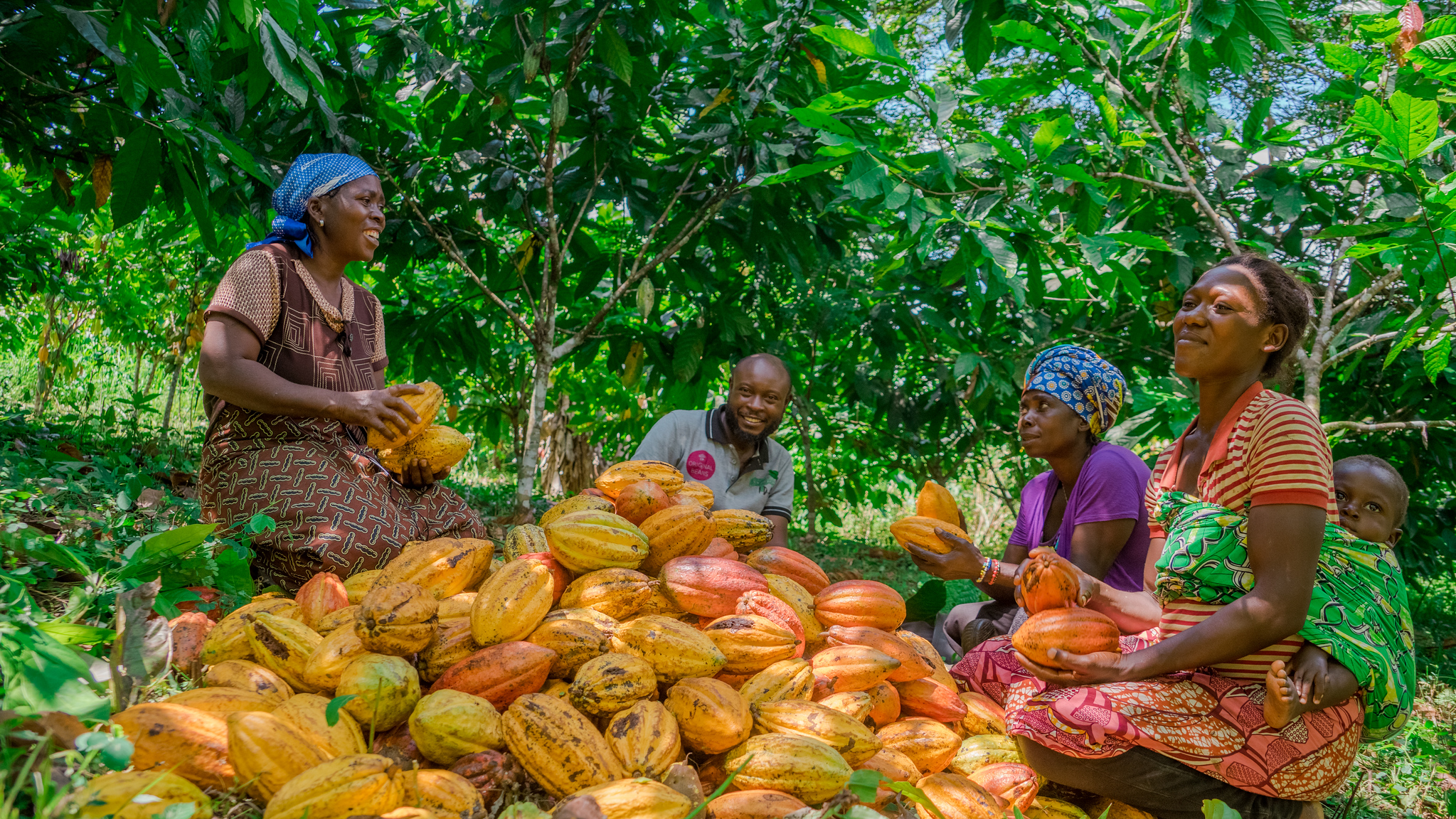 Menschen ernten Kakaofrüchte im grünen Wald.