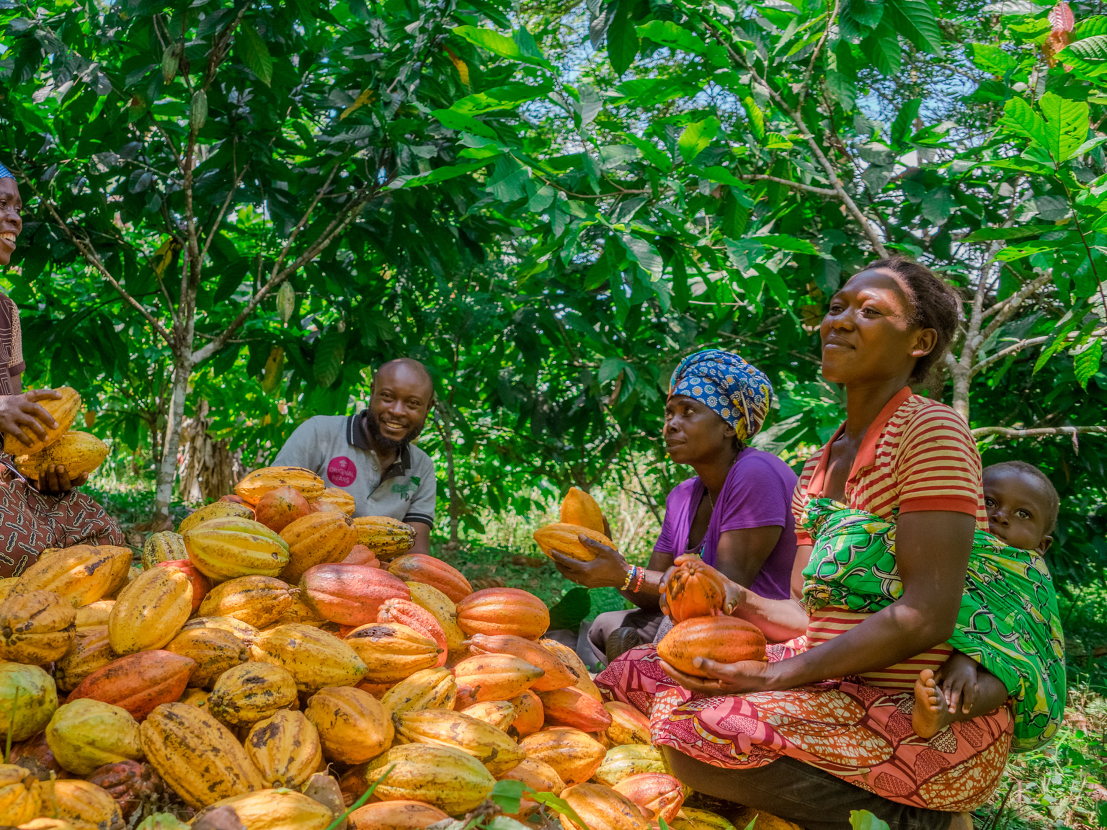 Original Beans - Menschen und Kakaobohnen Menschen ernten Kakaofrüchte im grünen Wald.
