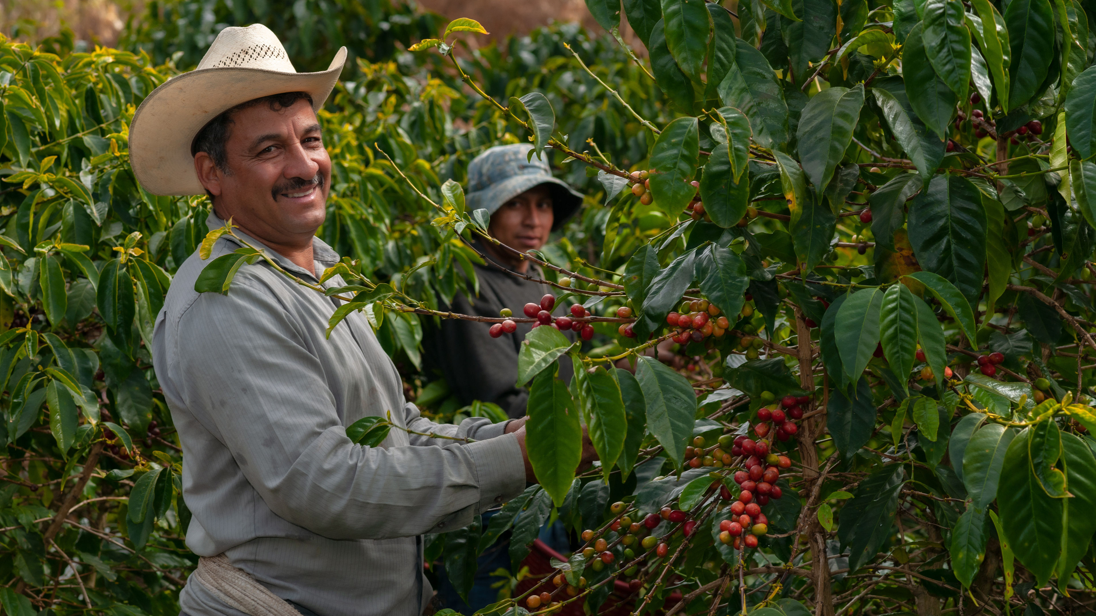 Mann mit Hut erntet Kaffeekirschen auf Plantage.