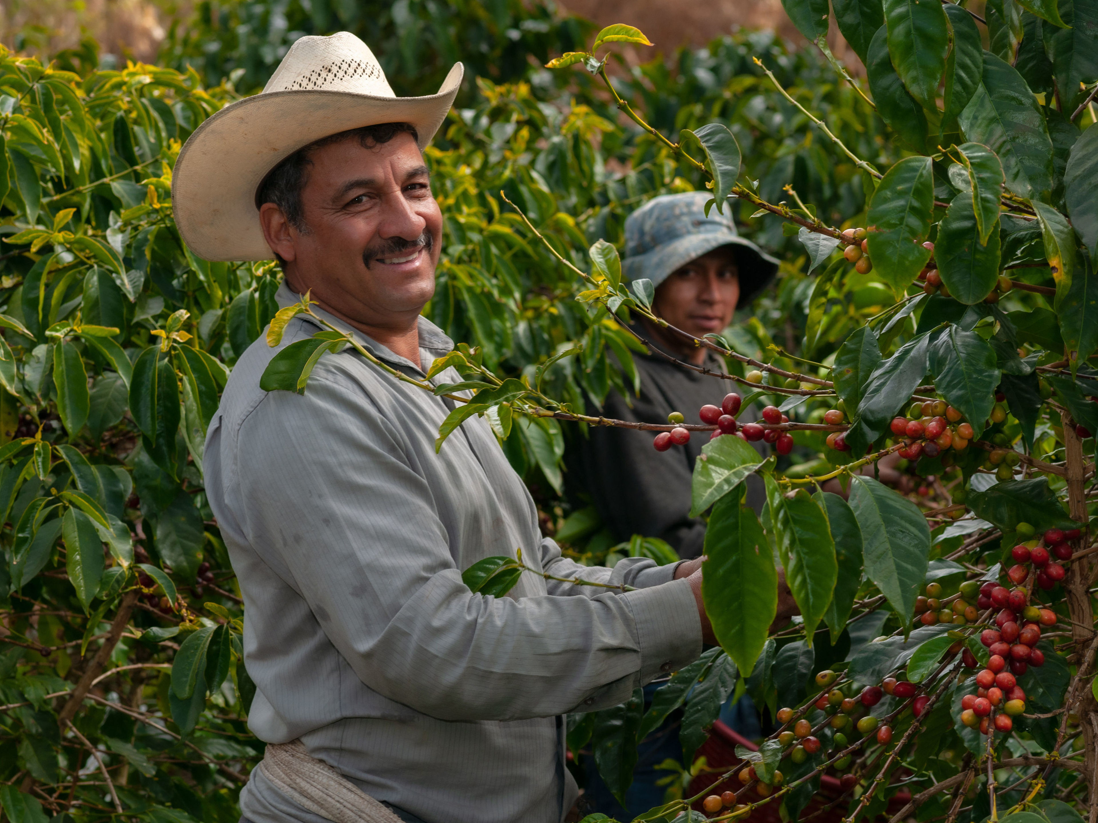 Nachhaltigkeit - Fair Caps - Kaffeebauer auf der Farm Mann mit Hut erntet Kaffeekirschen auf Plantage.