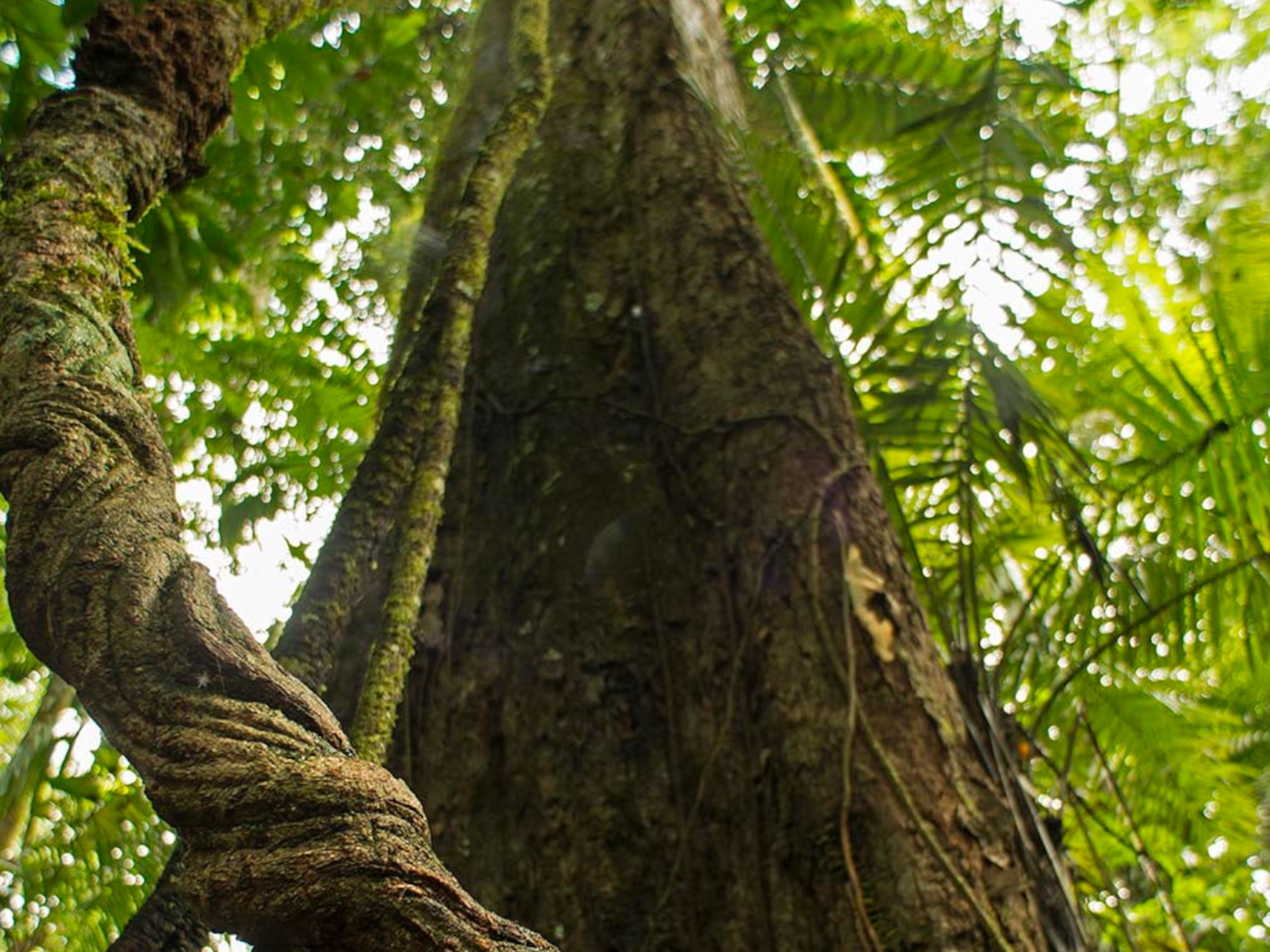 Großer Baumstamm und Lianen im dichten, grünen Regenwald. Großer Baumstamm und Lianen im dichten, grünen Regenwald.
