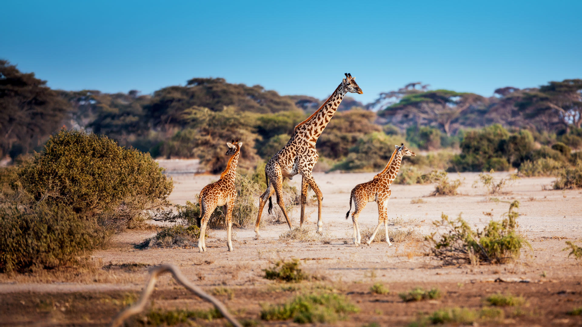 Drei Giraffen in afrikanischer Savanne unter blauem Himmel.