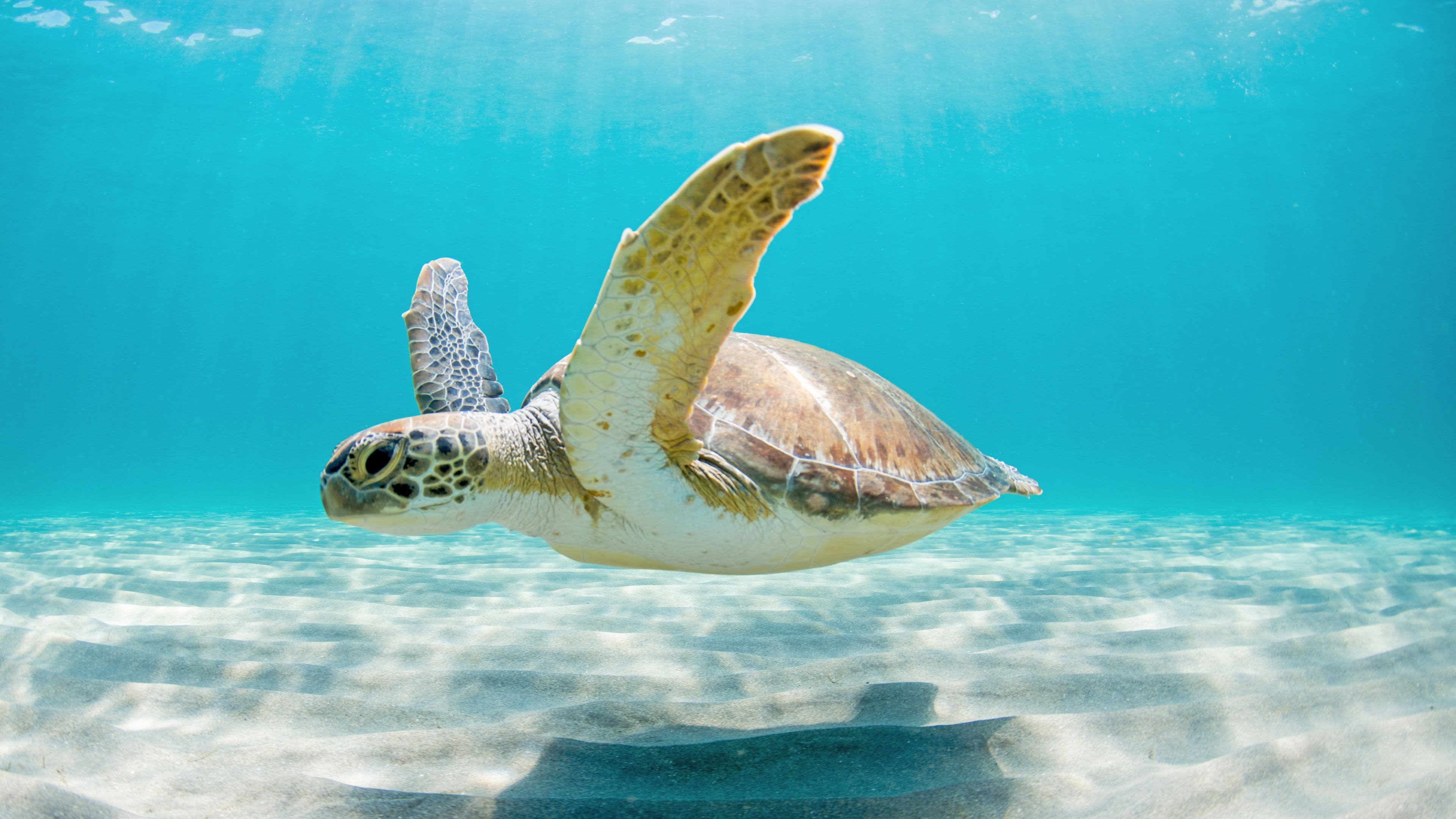 Meeresschildkröte schwimmt im klaren, blauen Wasser über sandigem Meeresboden.