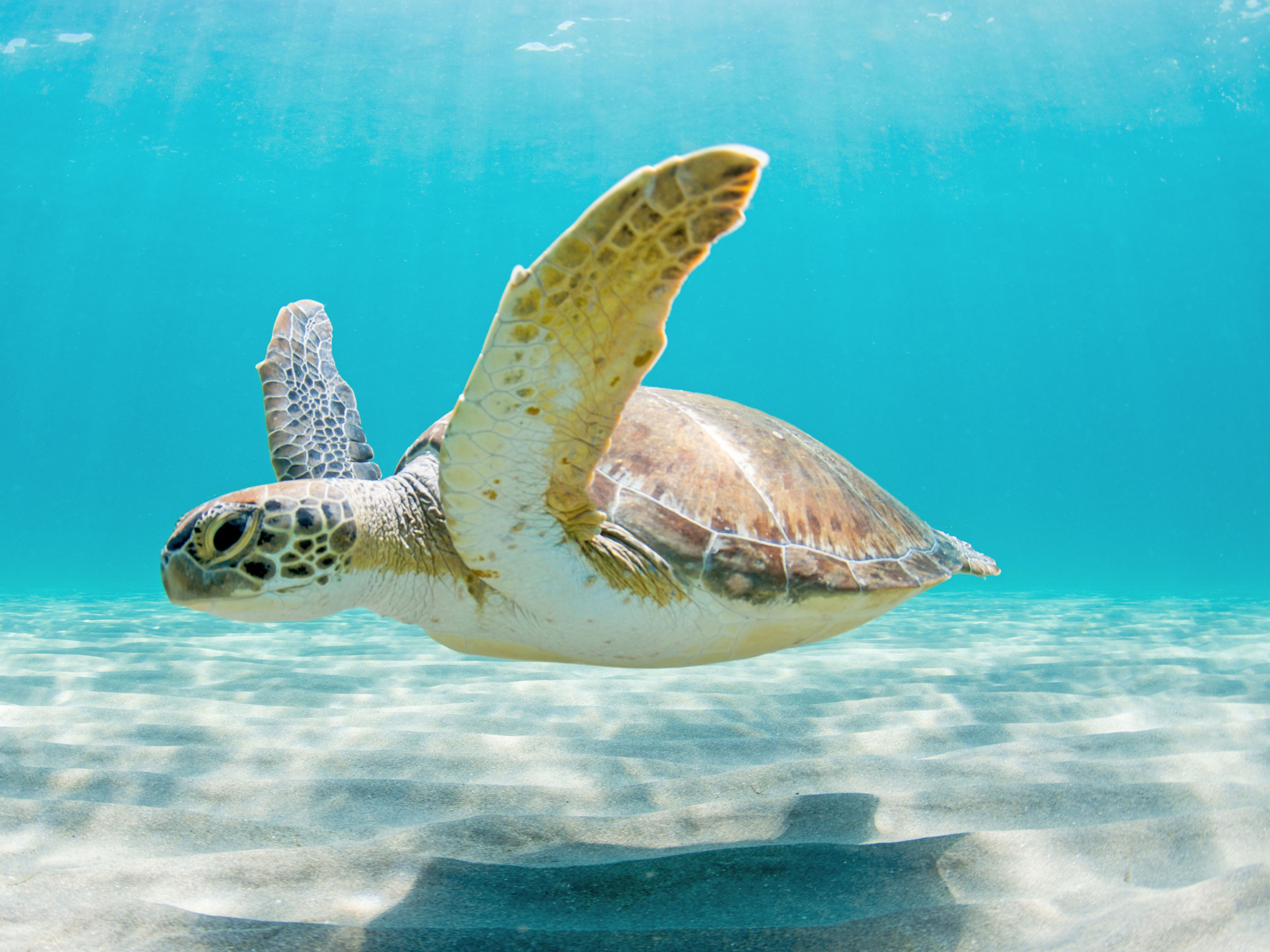 Karibik & Mittelamerika: Schildkröte Meeresschildkröte schwimmt im klaren, blauen Wasser über sandigem Meeresboden.