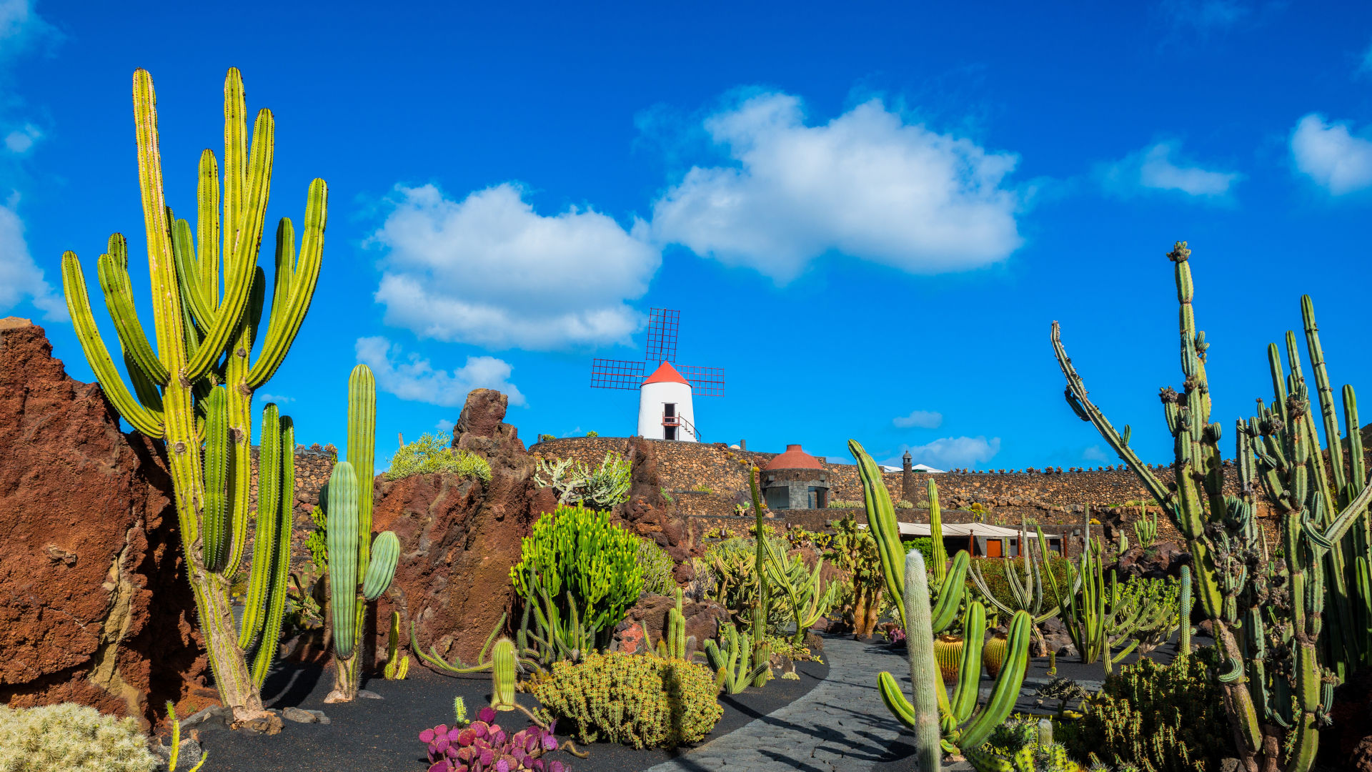 Kakteen und Windmühle im Jardín de Cactus, Lanzarote.