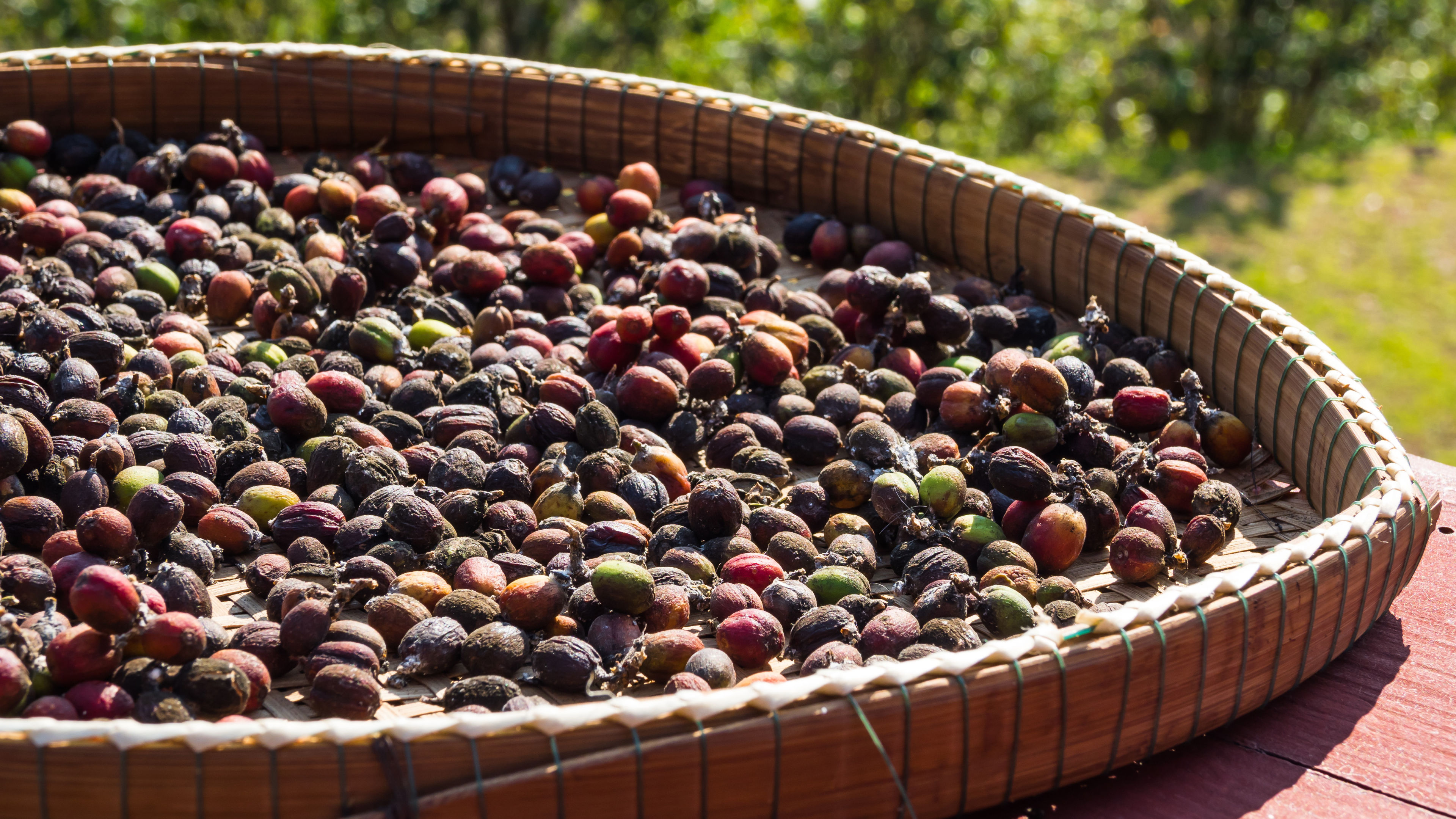Kaffeekirschen in einem Bambuskorb, sonnig, grünem Hintergrund.