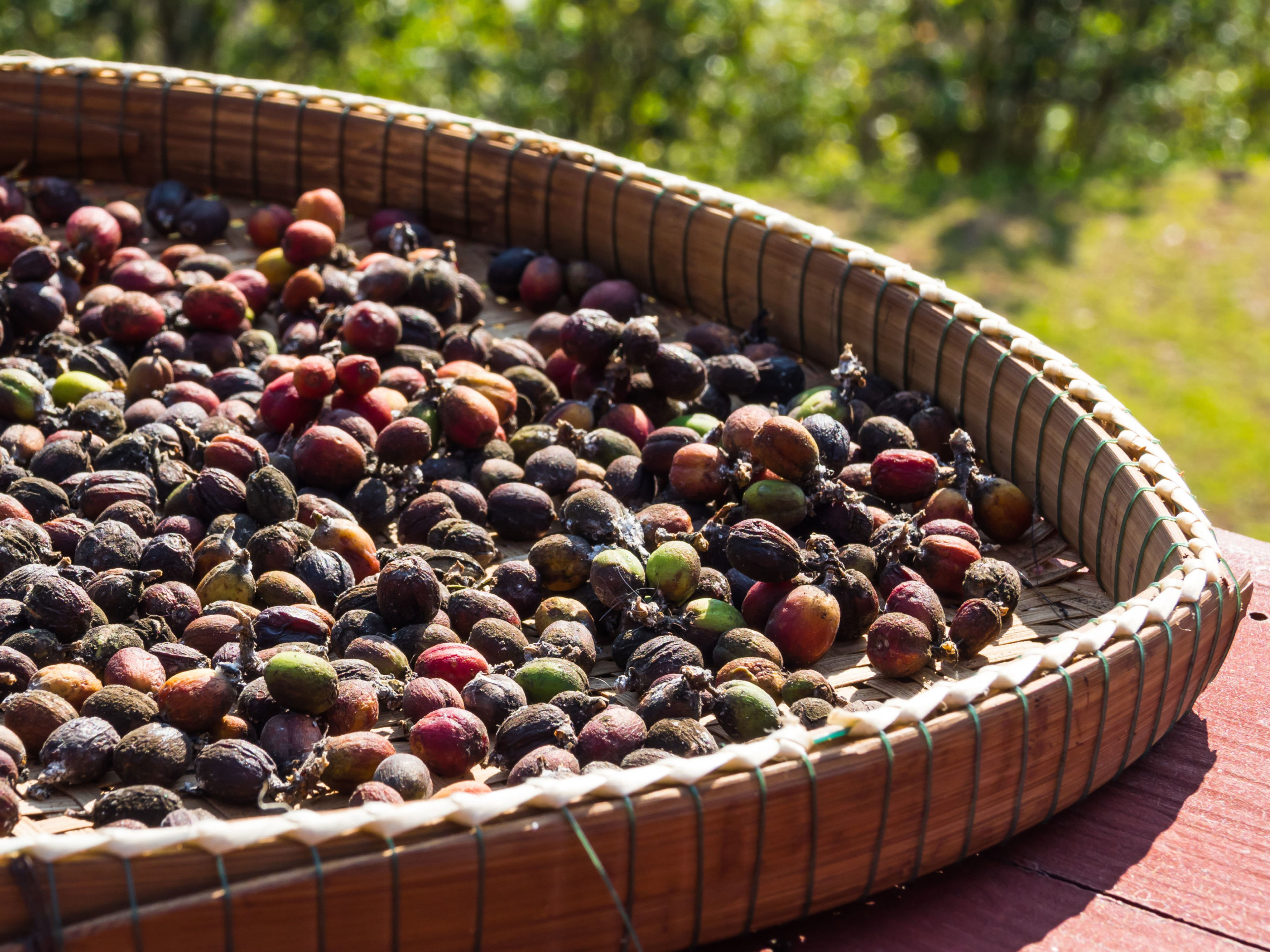 Nachhaltigkeit - Fair Caps - Kaffeebohnen getrocknet Kaffeekirschen in einem Bambuskorb, sonnig, grünem Hintergrund.