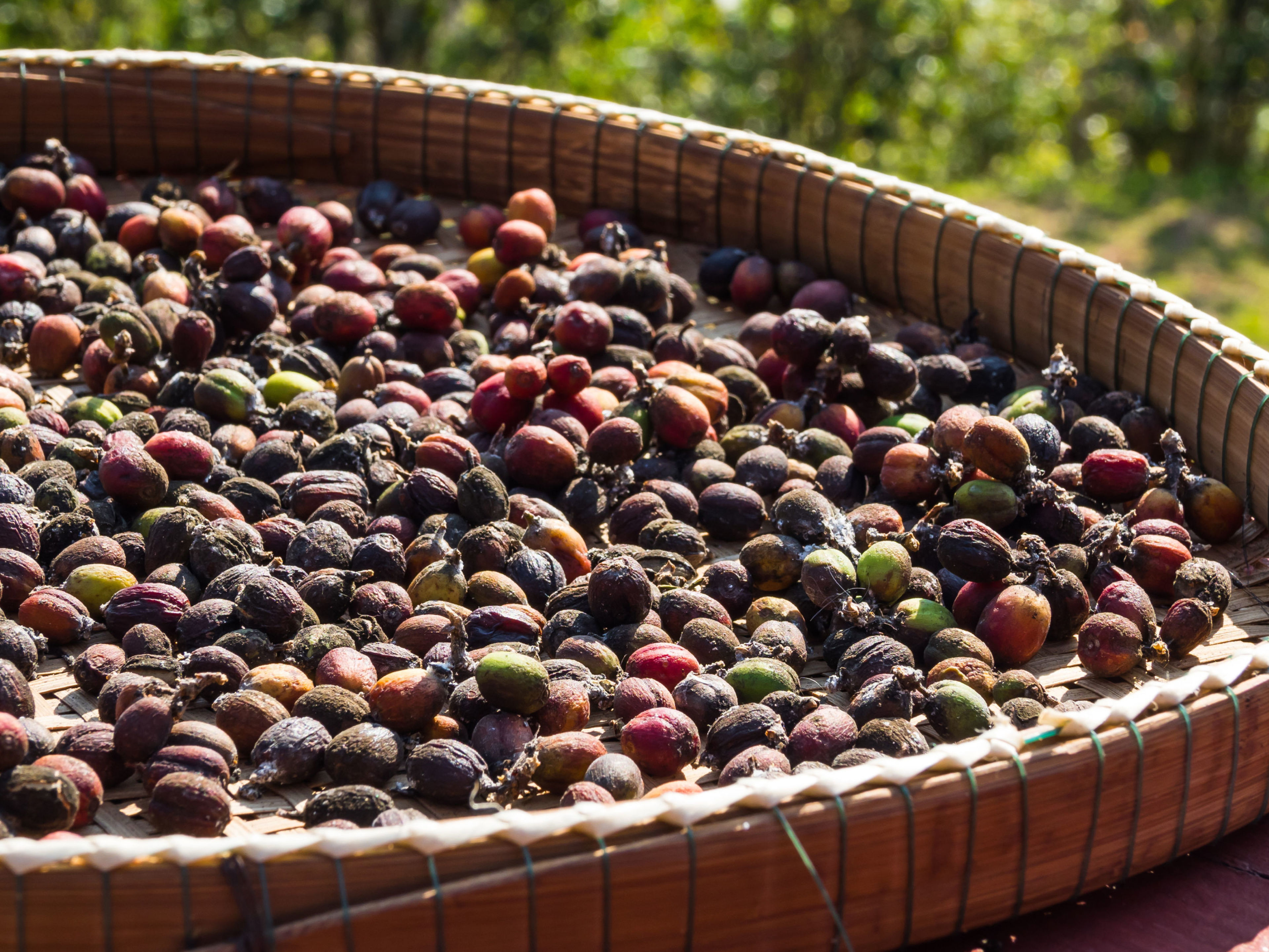 Kaffeekirschen in einem Bambuskorb, sonnig, grünem Hintergrund. Kaffeekirschen in einem Bambuskorb, sonnig, grünem Hintergrund.