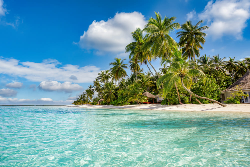 Tropischer Strand mit Palmen und klarem Wasser.