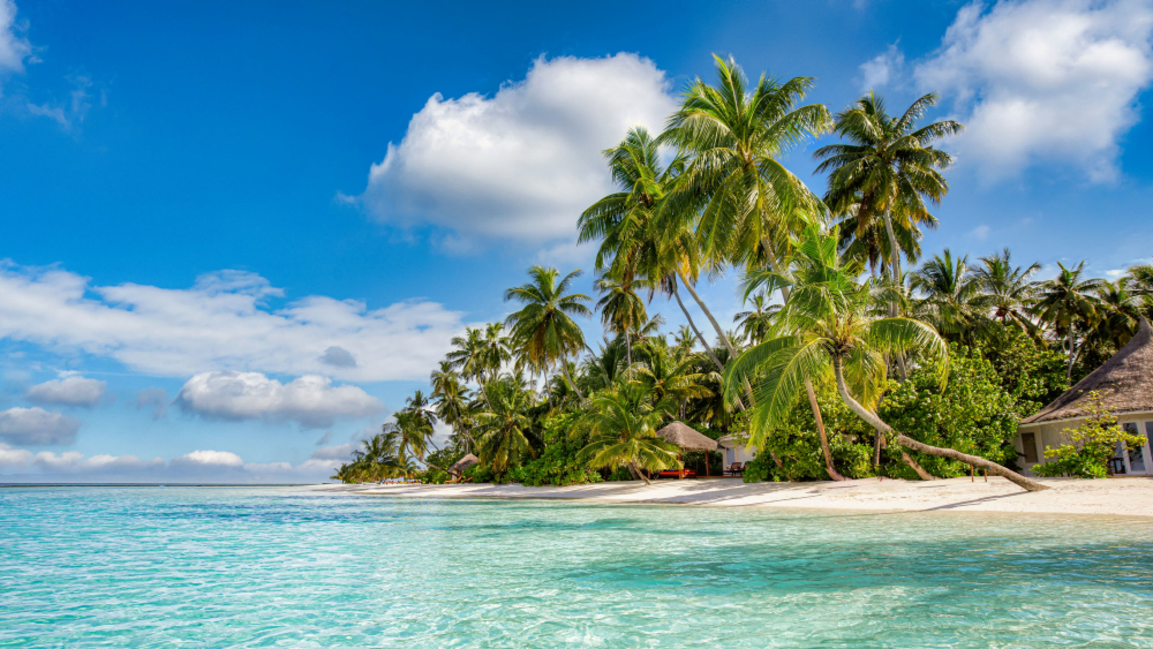 Malediven Tropischer Strand mit Palmen und klarem Wasser.