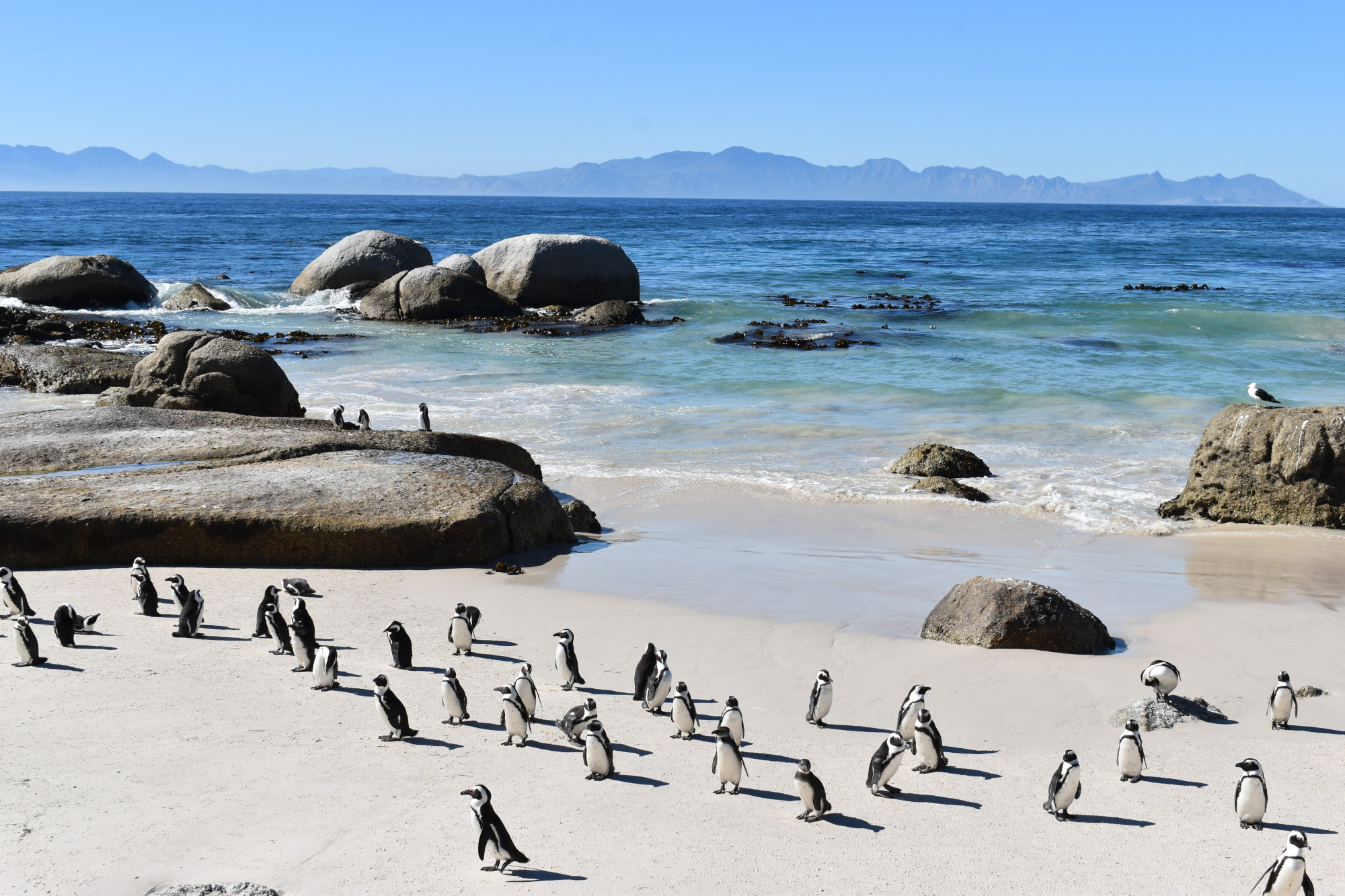 Pinguine am Strand von Boulders Beach, Südafrika, mit Felsen und Meer im Hintergrund.