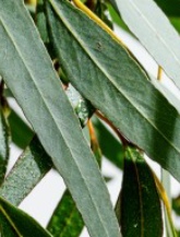 Eucalyptus-icon