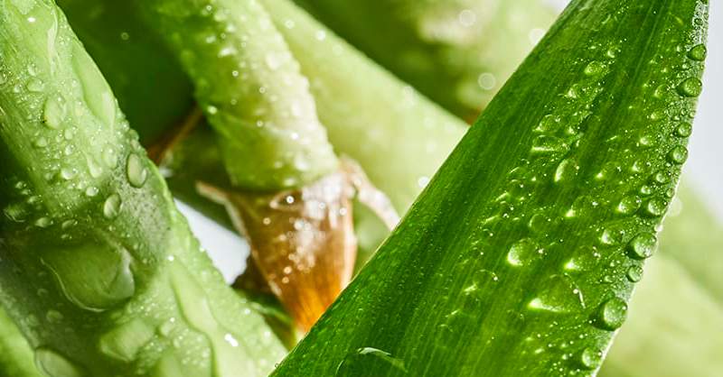 What is Bamboo and its Benefits for Hair | Herbal Essences