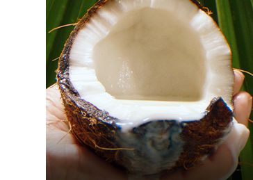 Coconut-icon