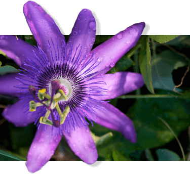 Passion flower on a leafy background