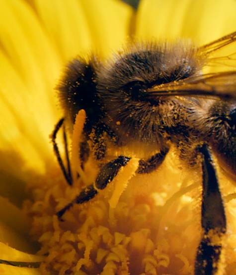 Bee on a yellow flower